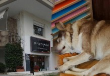 Τα αδέσποτα βρήκαν τον “άνθρωπό τους” στο Ωραιόκαστρο