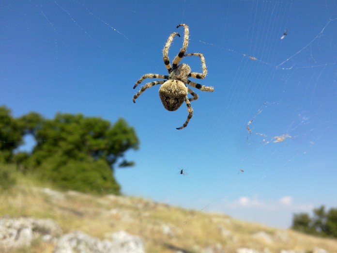 240) Γκριζα αραχνη λυκος Lycoside κοντα στο κιοσκι