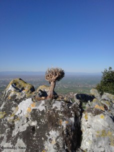 Μαγικο δεντρακι