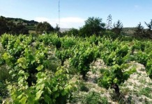 Όλα όσα θα θέλατε να ξέρετε για το Κυπριακό κρασί & τα αποτελέσματα του 9ου Κυπριακού διαγωνισμού Οίνου