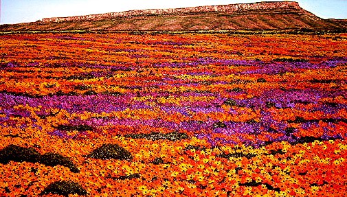 Namaqualand
