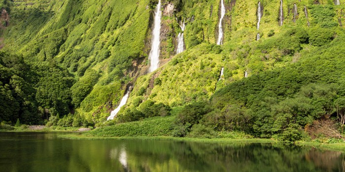 flores-700x350