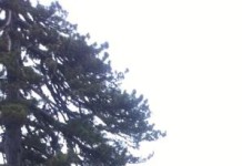 Εξελίξεις για την δολοφονία του Γραικού,βίντεο