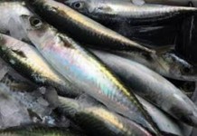 Κατασχέθηκαν 28 κιλά κολιού στην Ιχθυόσκαλα Νέας Μηχανιώνας