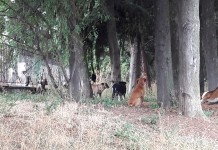 Γ.Ν. Κιλκίς αγέλες σκύλων επιτίθενται και τραυματίζουν προσωπικό