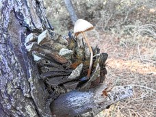 καλο 2 -11-22-11-20-36