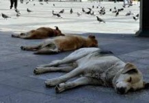 Αυτό είναι το πιο φιλόξενο κατάστημα για αδέσποτα ζώα στη Θεσσαλονίκη (φωτό)