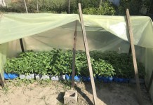 Συνελήφθη με 502 δενδρύλια κάνναβης