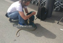 Φίδι σε σούπερ μάρκετ στην Σίνδο,βίντεο