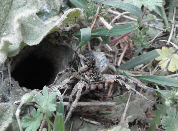 517) Αράχνη λύκος Lycosidae 2 καλο