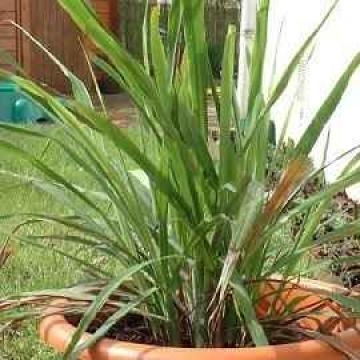 citronnelle_277047717