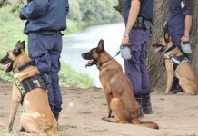 Αστυνομικός σκύλος ανακάλυψε ποσότητα ηρωίνης σε σπίτι στη Θεσσαλονίκη