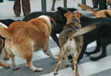 Αδέσποτα Ωραιοκάστρου – Ο αρμόδιος αντιδήμαρχος μας απαντά για όλα