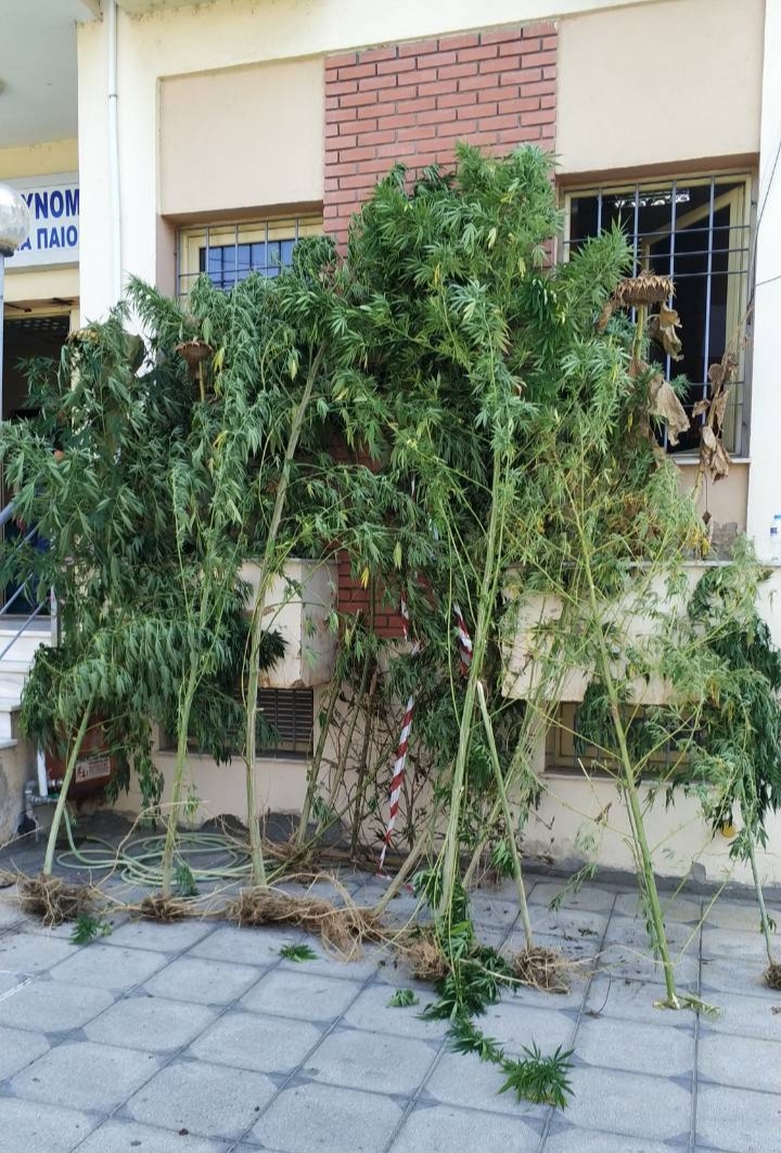 Κατάσχεση δενδρυλλίων κάνναβης ΑΤ Παιονίας