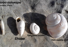 Σαλιγκάρια της στεριάς !!!!
