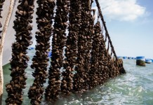 21.170 κιλά μύδια κατασχέθηκαν στην σκάλα της Κατερίνης