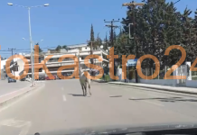 Άλογο κόβει βόλτες στους δρόμους του Ωραιοκάστρου,βίντεο