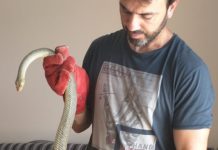 Τέσσερα φίδια βρέθηκαν σε κατοικημένες περιοχές της Θεσσαλονίκης,βίντεο
