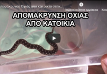 Βίντεο απομάκρυνσης Οχιάς από κατοικία στην Πολίχνη Θεσσαλονίκης