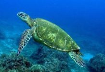 Εντοπισμός νεκρής θαλάσσιας χελώνας,ένα είδος υπό εξαφάνιση
