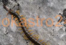 Σαρανταποδαρούσα ¨Scolopendra¨στο Ωραιόκαστρο