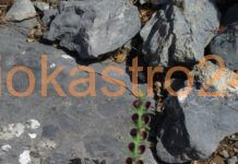 Σκουτελάρια του βράχου βρέθηκε στο Ωραιόκαστρο