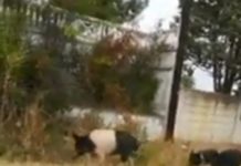 Βίντεο:Γουρουνάκια κόβουν βόλτα σε δρόμο του Ωραιοκάστρου