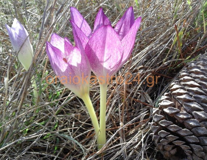 Colchicum αντγραφον