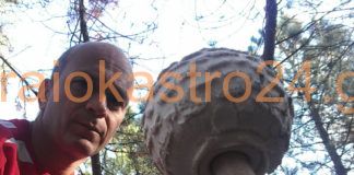 Ένα Μανιταρόκαστρο στο Ωραιόκαστρο Θεσσαλονίκης