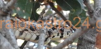 Το σπιτόφιδο βρήκε το σπίτι του στο Ωραιόκαστρο,βίντεο