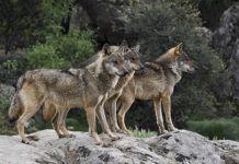 Εμφάνιση λύκων στον Δρυμό Ωραιοκάστρου – Ανακοίνωση
