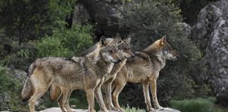 Ωραιόκαστρο: Επιδρομή λύκων στον Πεντάλοφο