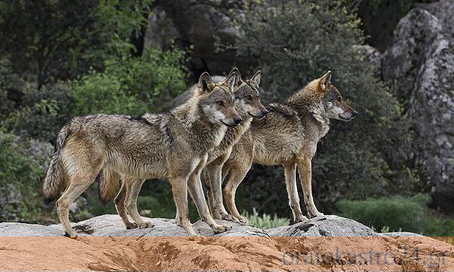 λυκος