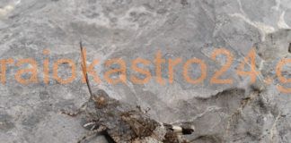 Η ακρίδα “παραλλαγή” Oedipoda caerulescens ζει στο Ωραιόκαστρο