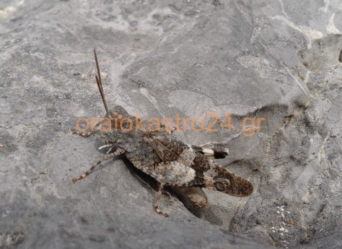 Ακρίδα ΄΄ Oedipoda caerulescens ΄΄