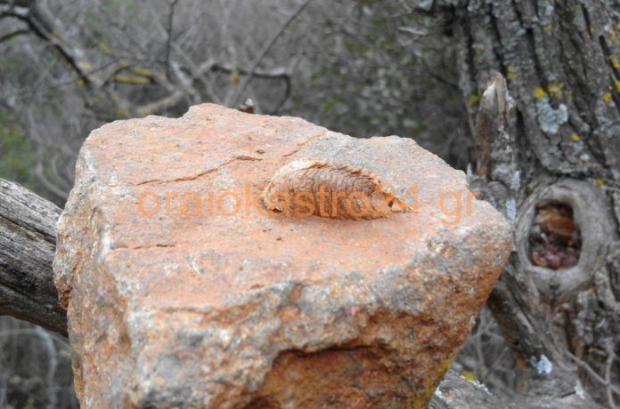 αντιμαντι νικ