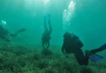 Κι όμως υπάρχουν θαλάσσιες αναδασώσεις