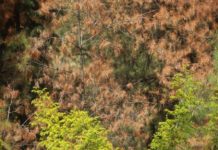 Το έντομο-φονιάς συνεχίζει να κατατρώει το Σέιχ Σου – Χωρίς εργασίες εδώ και 2,5 μήνες