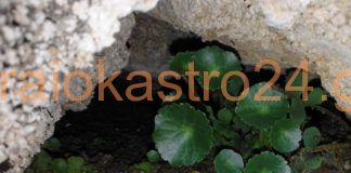 Ουμπίλικος ο αγροτικός του Ωραιοκάστρου- Γνωρίστε τον μέσα απο ένα βίντεο