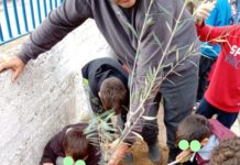 Τα παιδιά του 1ου Δημοτικού Ωραιοκάστρου δημιούργησαν έναν ελαιώνα στην αυλή του σχολείου τους