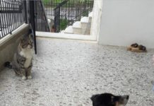 Χάθηκε Κοινοποιήστε να βρεθεί