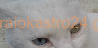 Η ιδιαίτερη λευκή γάτα