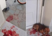 Αναζητείται σκύλος που πυροβολήθηκε – Κοινοποιήστε να βρεθεί