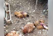 Θεσσαλονίκη: Καταγγελία πολίτη ότι τα σκυλιά του δήμου του έφαγαν τις κότες,βίντεο