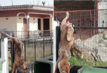 Σε χωριό της Θεσσαλονίκη λύκος εγκλωβίστηκε σε καγκελόπορτα