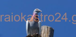 Το πανέμορφο περιστέρι στην κορυφή του Ωραιοκάστρου,βίντεο