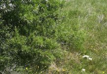 Ωραιόκαστρο: νεκρό ζαρκάδι βρέθηκε στο Δρυμό