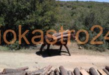 Η ξύλευση στο δάσος του Ωραιοκάστρου θυμίζει άλλες εποχές,βίντεο