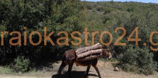 Σε ισχύ η υλοτόμηση στο δάσος του Ωραιοκάστρου εδώ και 3 μήνες