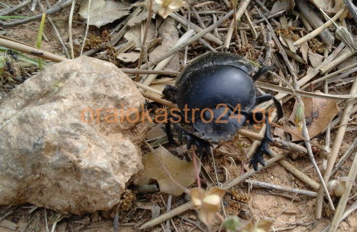σκαθαρι